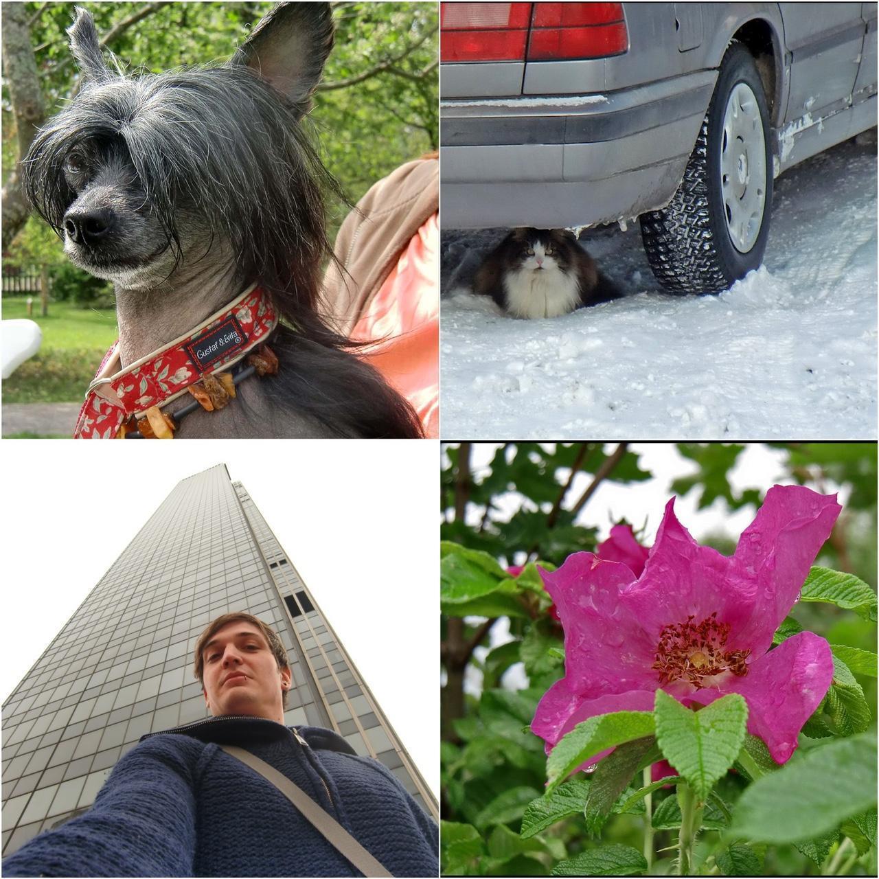 Used Casio Exilim H15 Digital Camera