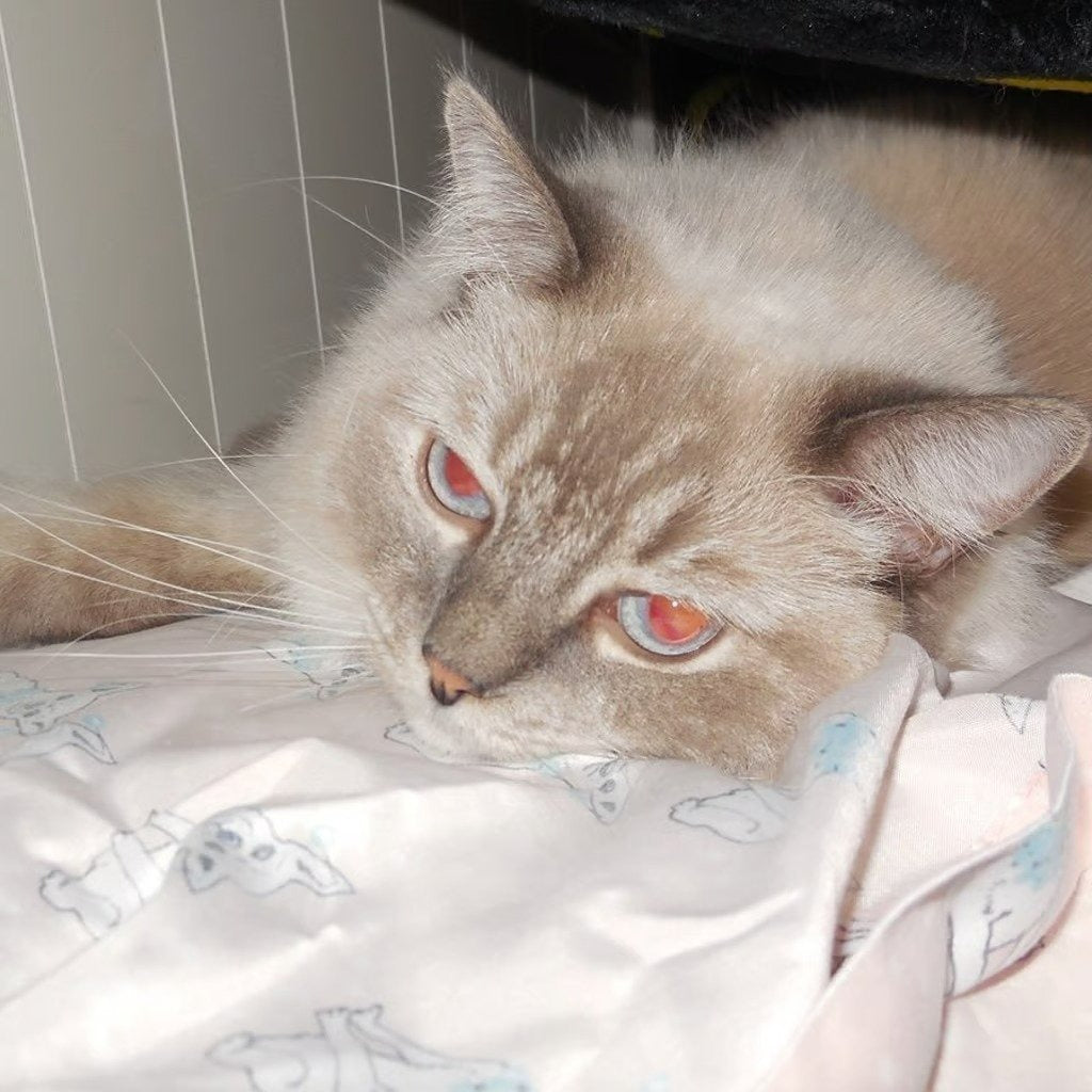 Nikon COOLPIX S6900 16MP Compact Digital Camera (Black) with Flip Screen and Wi-Fi 🍥 🎀📷